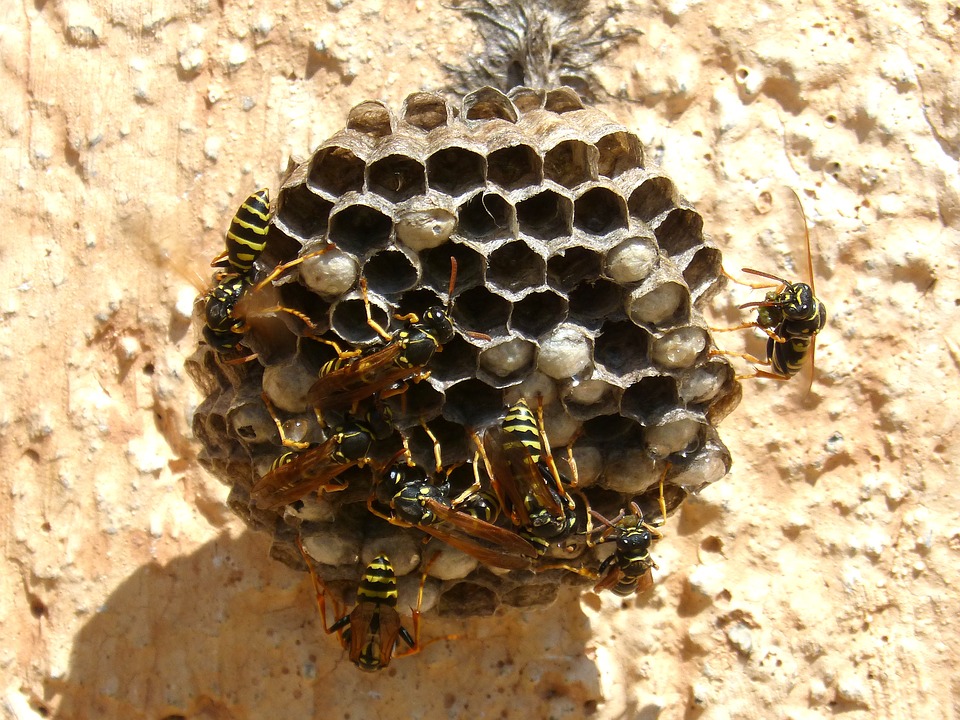 hoelang wonen wespen in een wespennest
