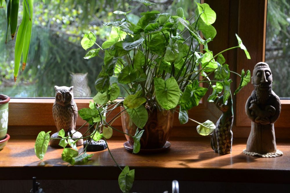 Waar kan ik grote kamerplanten kopen