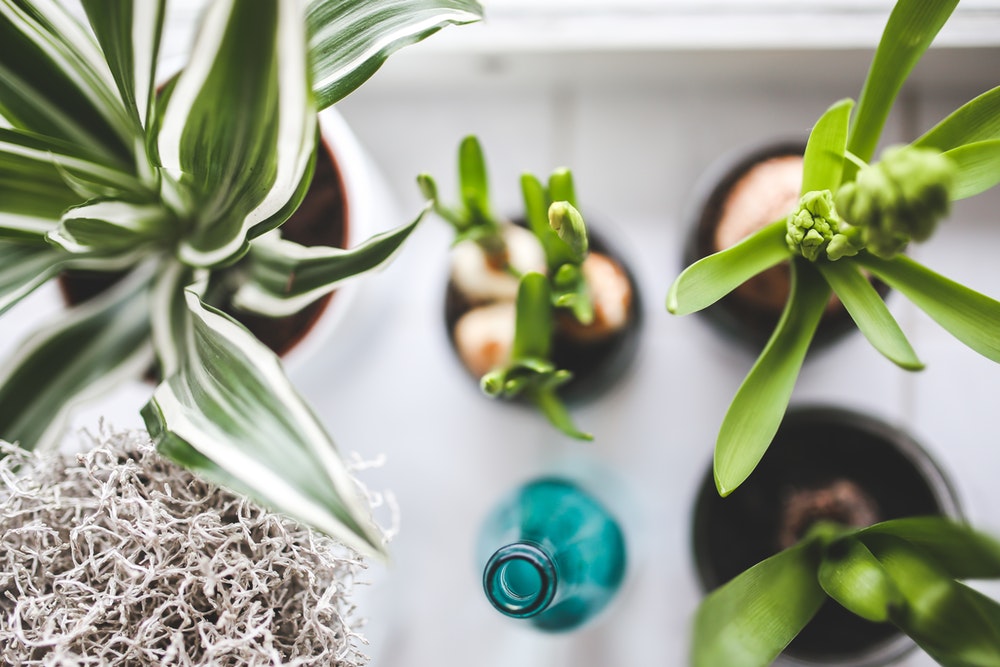 Gezondheidsvoordelen planten huis