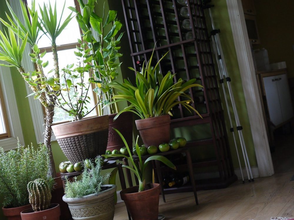 Interieurbeplanting