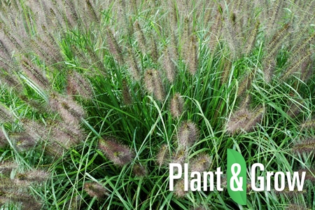 pennisetum plant & grow