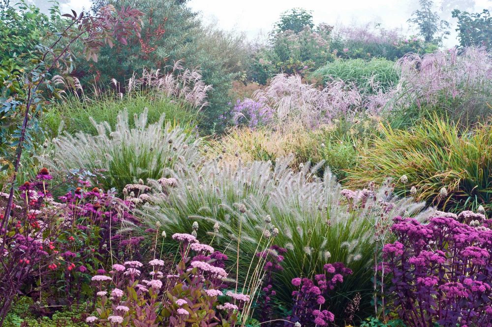 siergrassen tuin