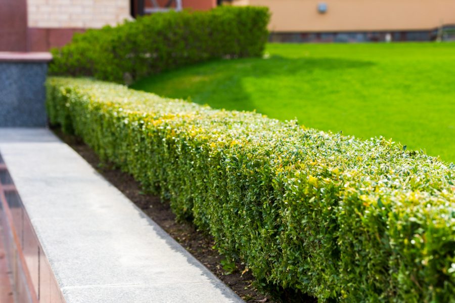 3 tips bij het creëren van een onderhoudsvriendelijke tuin