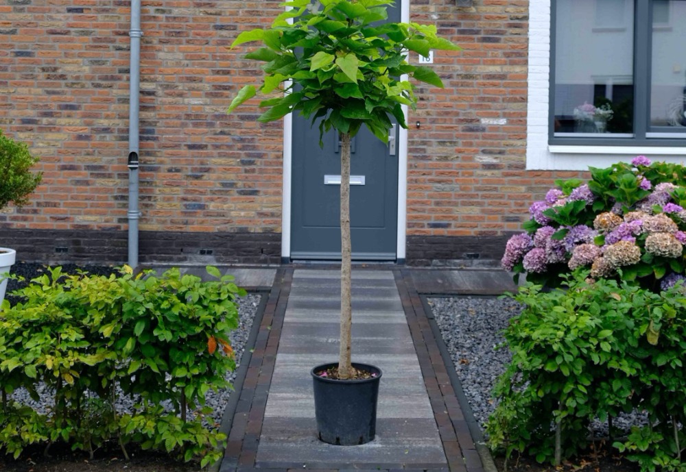 De Bolcatalpa snoeien