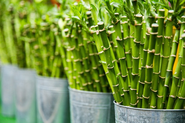 Leuke feitjes over bamboe