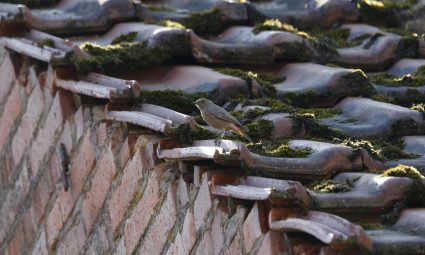 Waarom is het verstandig om je dakpannen reinigen? Welke methodes zijn er en wanneer schakel je een specialist in? Wij vertellen het hier.